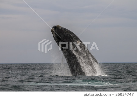 Whale Patagonia Argentina Whale Patagonia Argentina 86034747