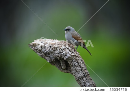 Bay winged Cowbird Bay winged Cowbird 86034756