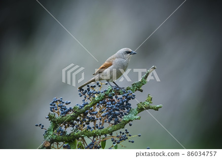 Bay winged Cowbird Bay winged Cowbird 86034757