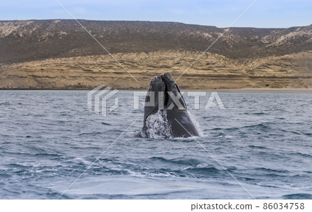 Whale Patagonia Argentina Whale Patagonia Argentina 86034758