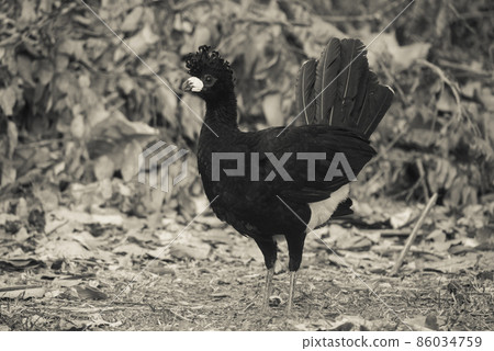 Bare faced Curassow, in a jungle environment, Pantanal Brazil Bare faced Curassow, in a jungle environment, Pantanal Brazil 86034759