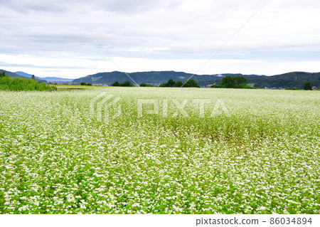 Soba field (Niigata Prefecture) 86034894