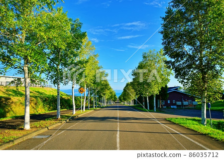 A row of birch trees in Funkawan Bay Panorama Park (Yakumo Town, Hokkaido) 86035712