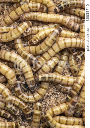 Group of worms Zophobas morio. Close up shooting of Worms Group of worms Zophobas morio. Close up shooting of Worms 86035740