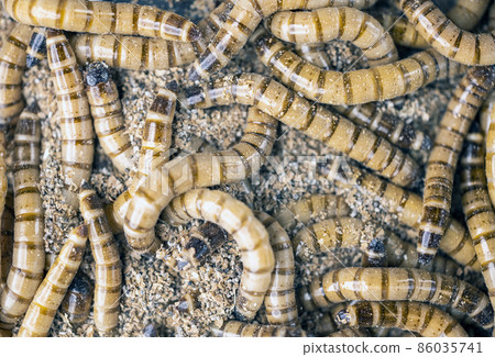 Group of worms Zophobas morio. Close up shooting of Worms Group of worms Zophobas morio. Close up shooting of Worms 86035741