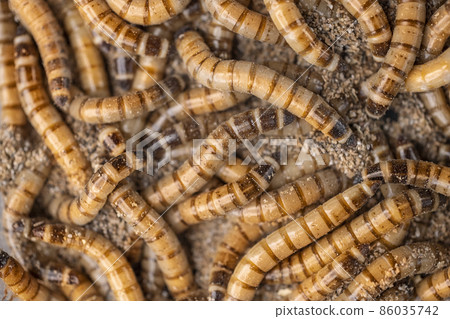 Group of worms Zophobas morio. Close up shooting of Worms Group of worms Zophobas morio. Close up shooting of Worms 86035742