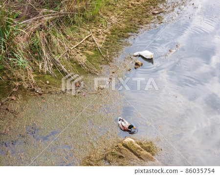 A pair of wild ducks feeding on the river A pair of wild ducks feeding on the river 86035754