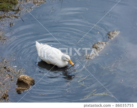 The white duck on the river bank The white duck on the river bank 86035755