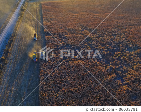 Sorghum harvest, in La Pampa, Argentina Sorghum harvest, in La Pampa, Argentina 86035781