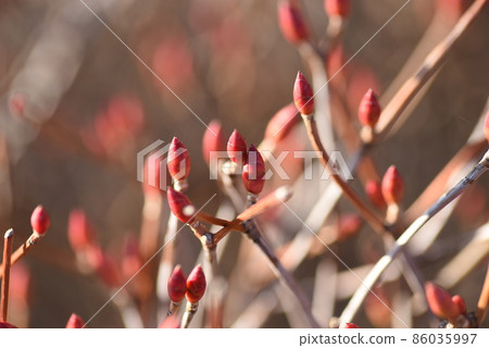 Dumanthushi的芽 86035997