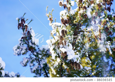 白雪覆蓋的針葉樹和藍天 白雪覆蓋的針葉樹和藍天 86036585