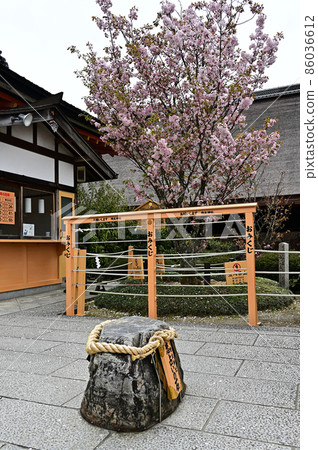 地主神社的小櫻 地主神社的小櫻 86036612