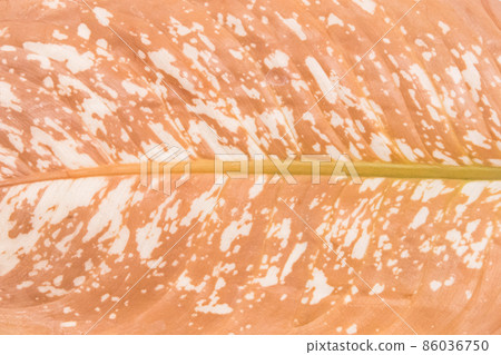 Leaf of dry dead plant Dieffenbachia wilted nature disease texture background 86036750