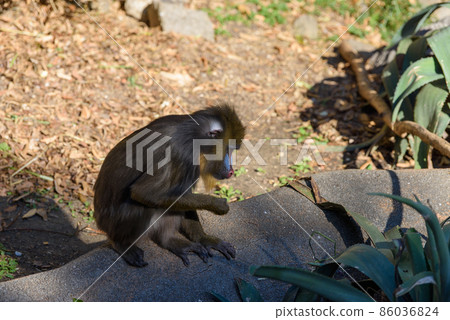 A mandrill sitting on a stone at the zoo 86036824