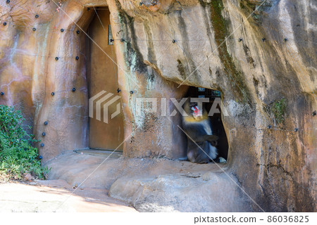 A mandrill looking here from a rock hole in the zoo 86036825