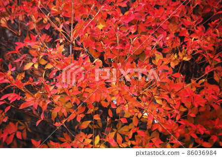 Enkianthus perulatus dyed red Enkianthus perulatus dyed red 86036984