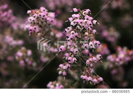 Flowering of Erica canaliculata Pink florets 86036985