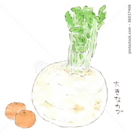 Watercolor illustration of big turnips and oranges 86037406