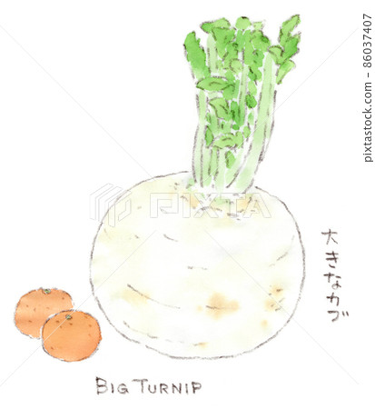 大蘿蔔和橘子的水彩插圖 86037407