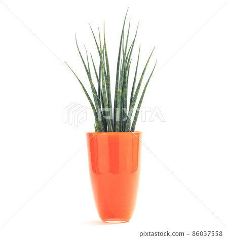Potted plant of foliage plant, Sansevieria Fernwood [white background] 86037558