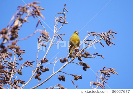 Kawarahiga Kawarahiga 86037677