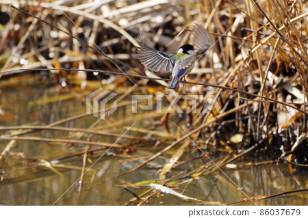 Great tit Great tit 86037679