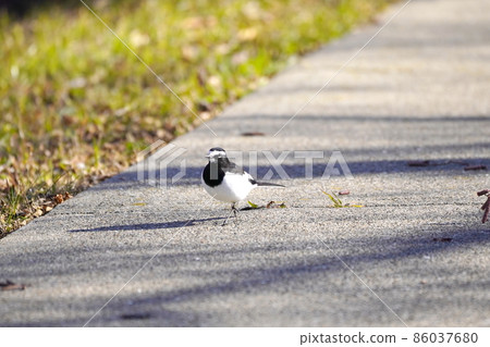 Black-backed wagtail Black-backed wagtail 86037680