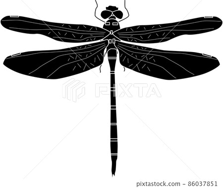 Anotogaster sieboldii 的酷剪影 86037851