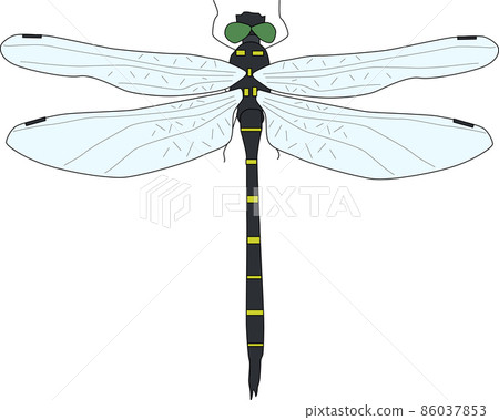 美麗的 Anotogaster sieboldii 插圖素材 86037853