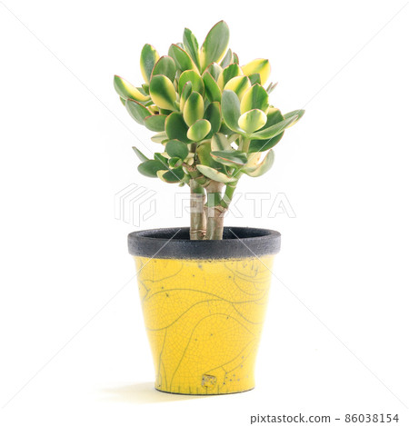 Kalanchoe Shinshin的植入 Kalanchoe Shinshin的植入 86038154