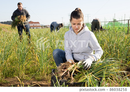 Woman arranging freshly harvested green garlic in crates Woman arranging freshly harvested green garlic in crates 86038258