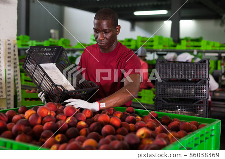 Worker working at fruit warehouse Worker working at fruit warehouse 86038369