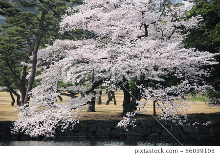 Sakura at the Imperial Palace Chidorigafuchi Sakura at the Imperial Palace Chidorigafuchi 86039103