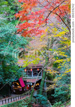 Autumn leaves in Minoh 86039242