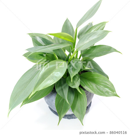 Ornamental plant, Philodendron silver metal leaf [white background] 86040516