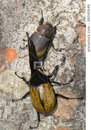 大力神甲蟲大力神大力神男性和女性在樹上 86040646