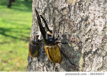 大力神甲蟲大力神大力神男性和女性在樹上 大力神甲蟲大力神大力神男性和女性在樹上 86040647