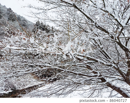 雪花 雪花 86040727