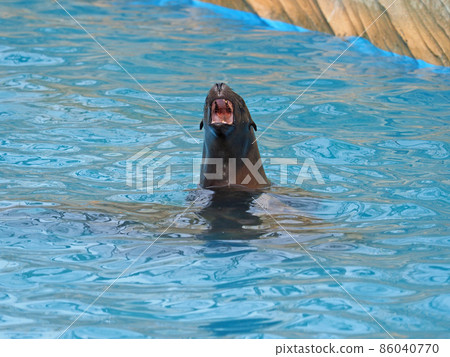 California sea lion 86040770
