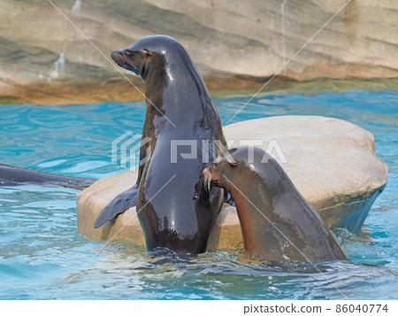 California sea lion 86040774