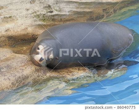 California sea lion California sea lion 86040775