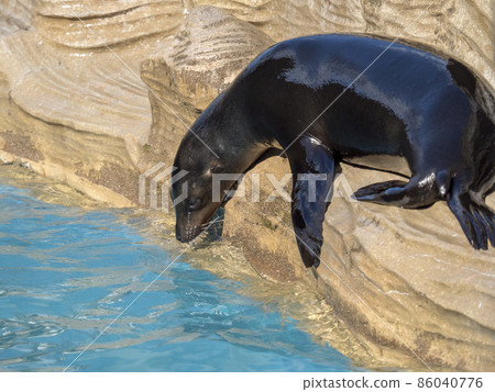 加州海獅 86040776