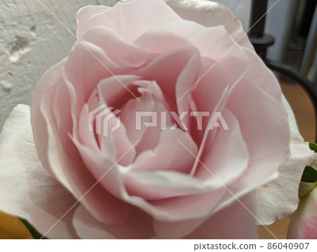 粉紅色的花朵 粉紅色的花朵 86040907