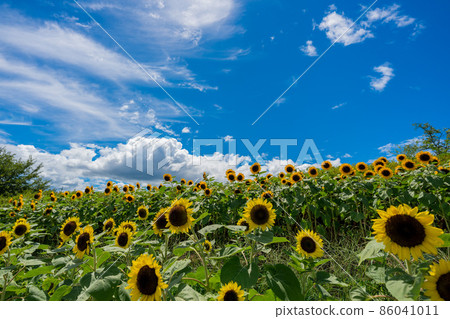 Sunflower in Mami Hillside National Park, Nara Prefecture 86041011