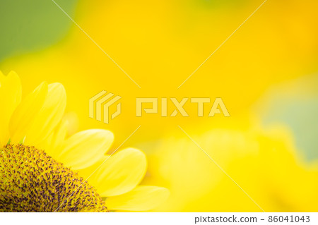 奈良縣麻美山坡國家公園的向日葵 86041043