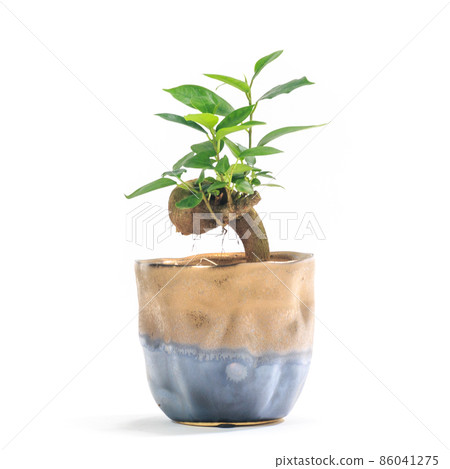 Banyan banyan potted plant with foliage plant, Kijimuna [white background] 86041275