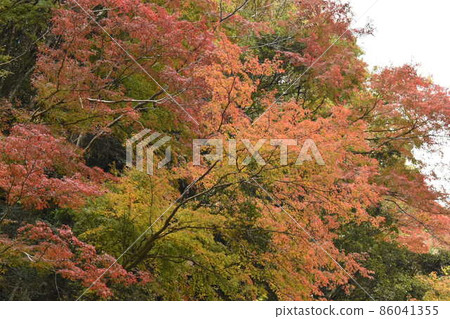 Autumn leaves of the Yoro Falls Autumn leaves of the Yoro Falls 86041355