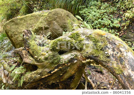 The undulating fallen tree of Yoro Waterfall 86041356