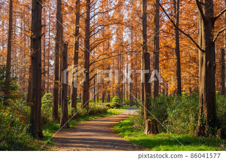Autumn Tokyo Autumn Leaves Mizumoto Park Metasequoia Grove 86041577