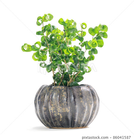 觀葉植物盆栽，榕巴洛克 [白色背景] 86041587